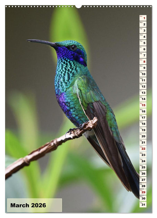 Colourful birds (CALVENDO Monthly Calendar 2026)