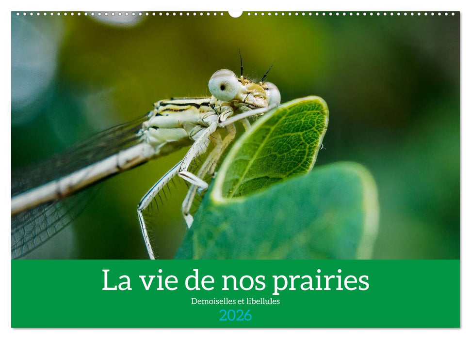 La vie de nos prairies - Demoiselles et libellules (CALVENDO Calendrier mensuel 2026)