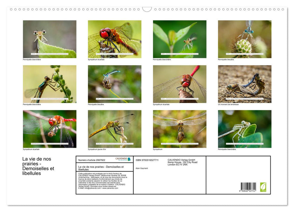 La vie de nos prairies - Demoiselles et libellules (CALVENDO Calendrier mensuel 2026)