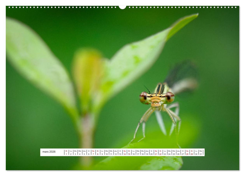 La vie de nos prairies - Demoiselles et libellules (CALVENDO Calendrier mensuel 2026)