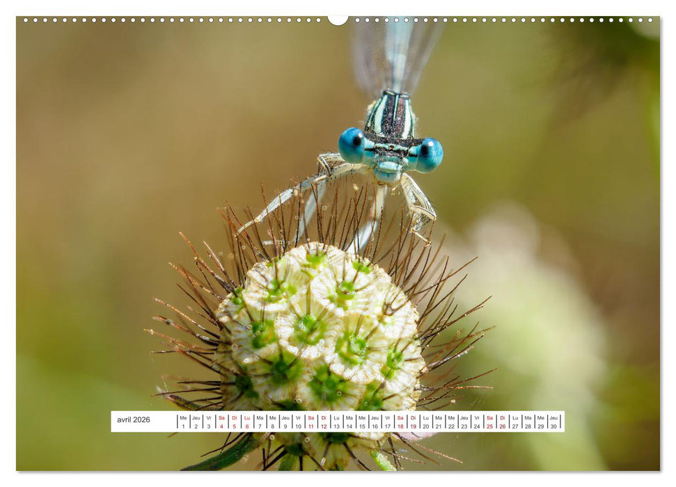 La vie de nos prairies - Demoiselles et libellules (CALVENDO Calendrier mensuel 2026)