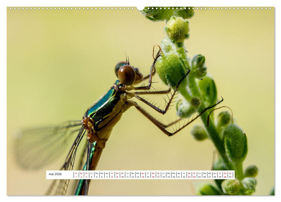 La vie de nos prairies - Demoiselles et libellules (CALVENDO Calendrier mensuel 2026)