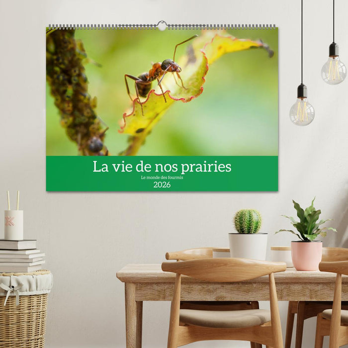 La vie de nos prairies - Le monde des fourmis (CALVENDO Calendrier mensuel 2026)