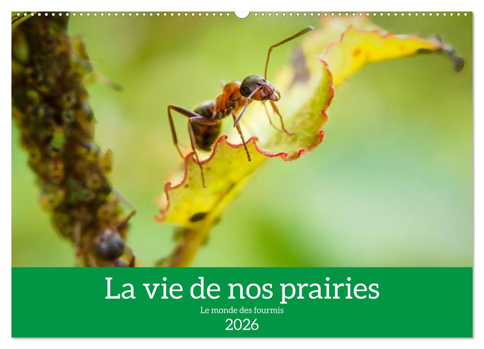 La vie de nos prairies - Le monde des fourmis (CALVENDO Calendrier mensuel 2026)