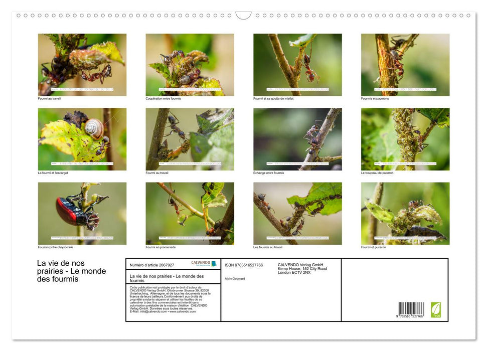 La vie de nos prairies - Le monde des fourmis (CALVENDO Calendrier mensuel 2026)