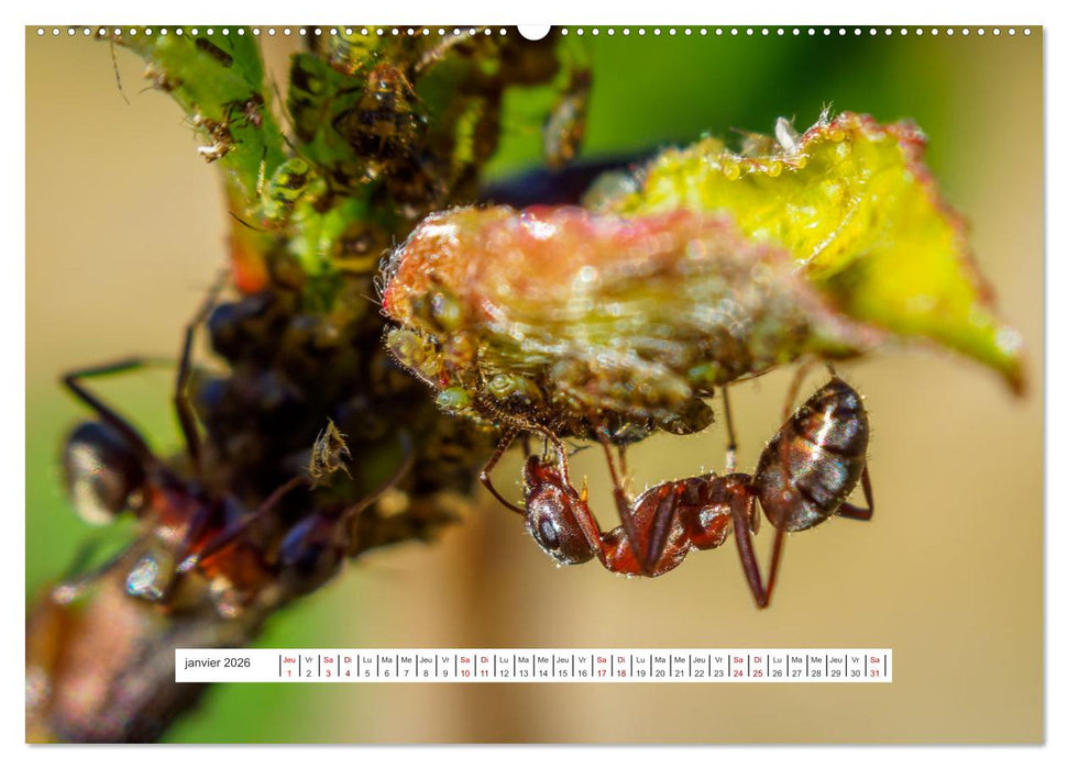 La vie de nos prairies - Le monde des fourmis (CALVENDO Calendrier mensuel 2026)