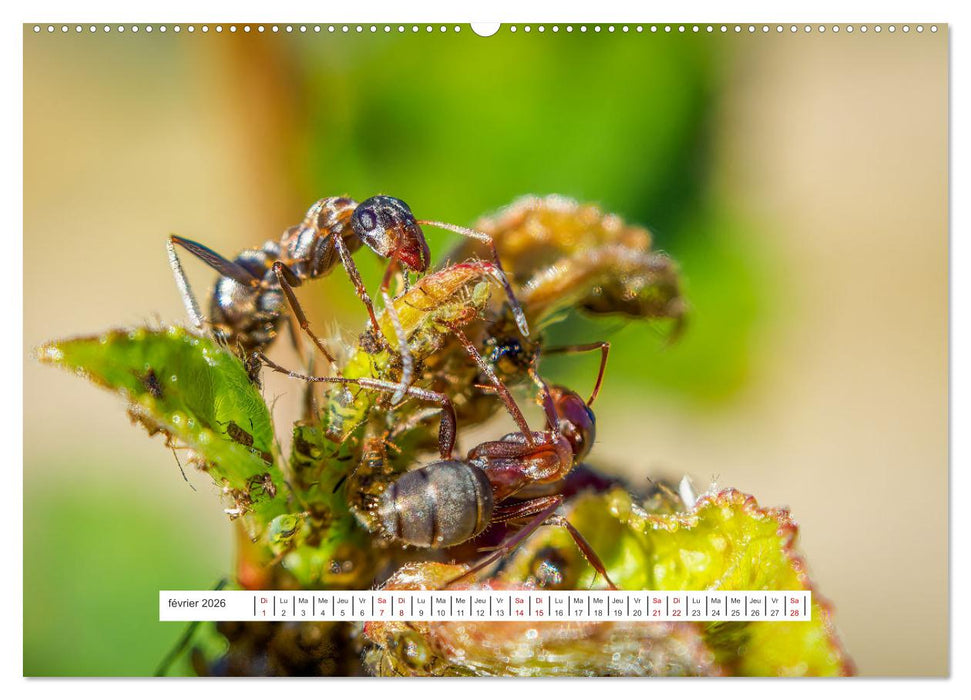 La vie de nos prairies - Le monde des fourmis (CALVENDO Calendrier mensuel 2026)