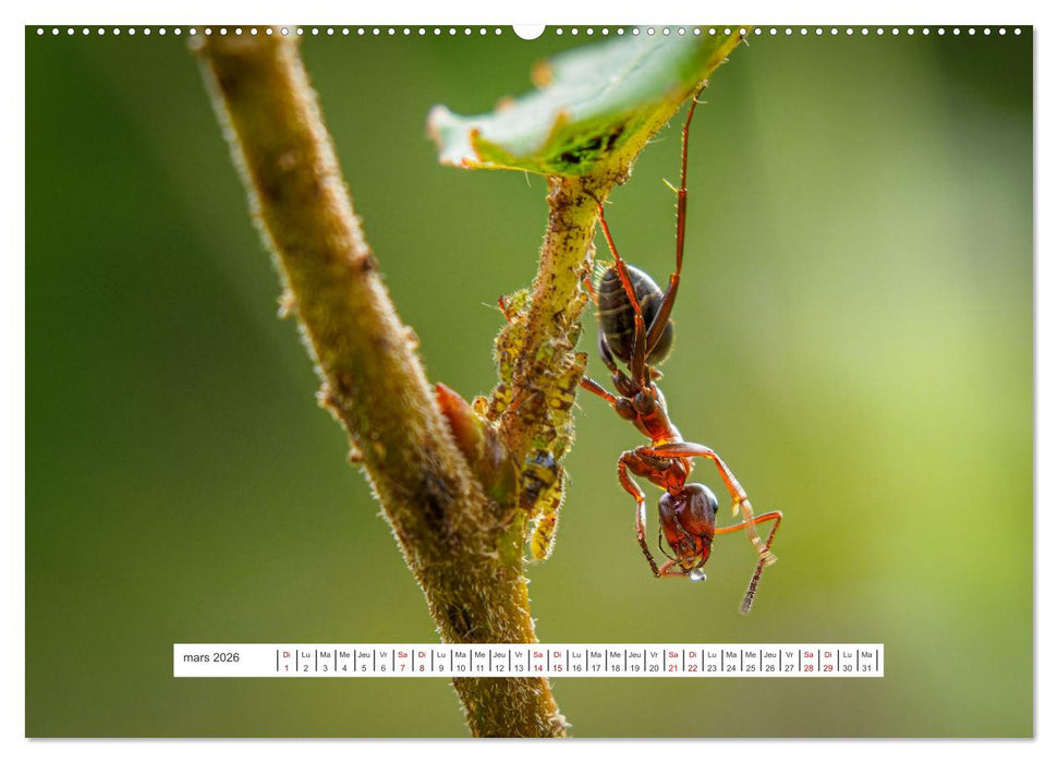 La vie de nos prairies - Le monde des fourmis (CALVENDO Calendrier mensuel 2026)