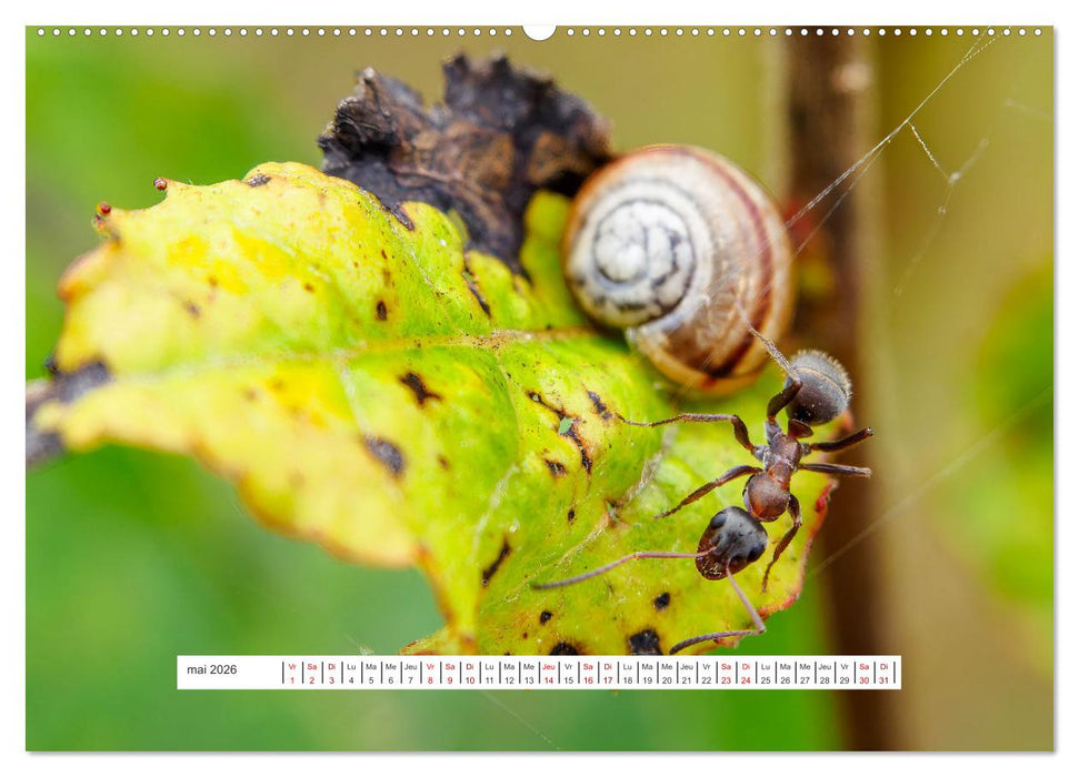 La vie de nos prairies - Le monde des fourmis (CALVENDO Calendrier mensuel 2026)