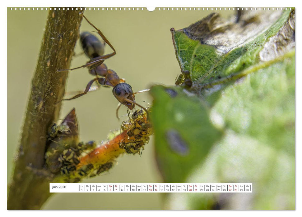 La vie de nos prairies - Le monde des fourmis (CALVENDO Calendrier mensuel 2026)