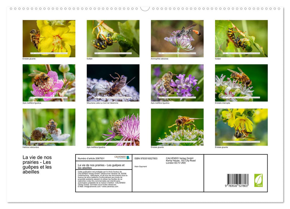 La vie de nos prairies - Les guêpes et les abeilles (CALVENDO Calendrier supérieur 2026)