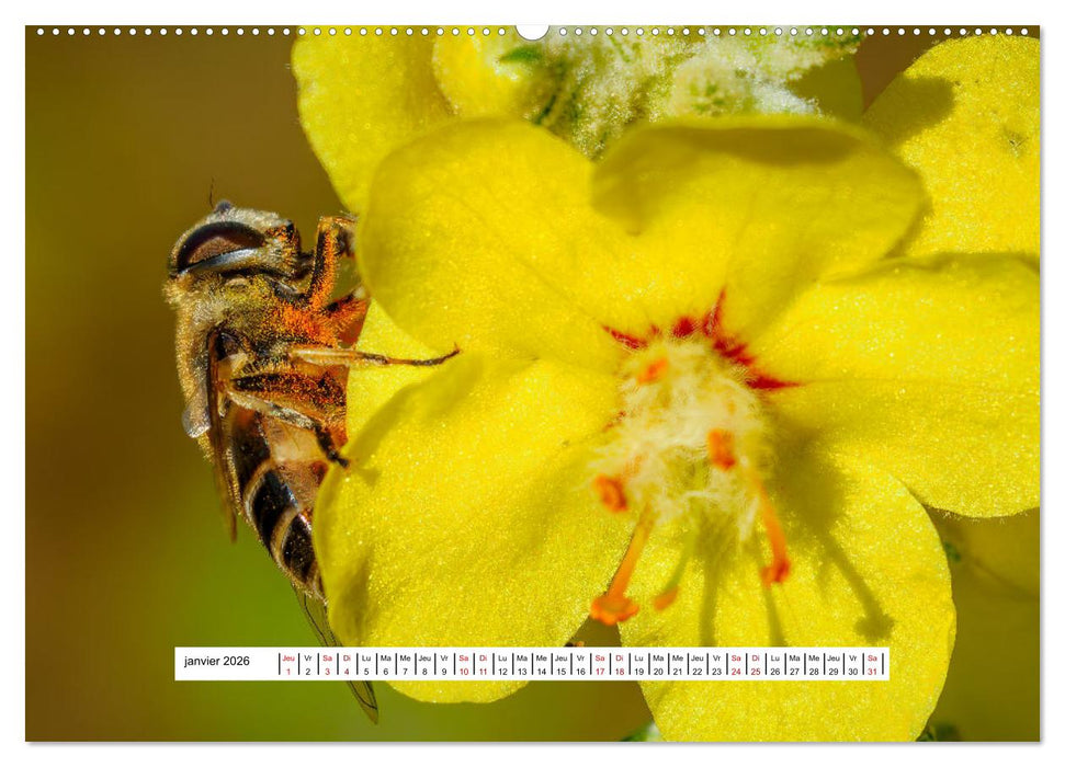 La vie de nos prairies - Les guêpes et les abeilles (CALVENDO Calendrier supérieur 2026)