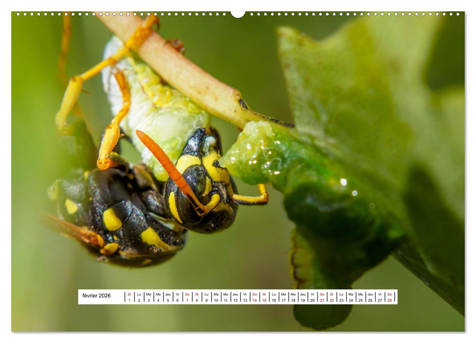 La vie de nos prairies - Les guêpes et les abeilles (CALVENDO Calendrier supérieur 2026)