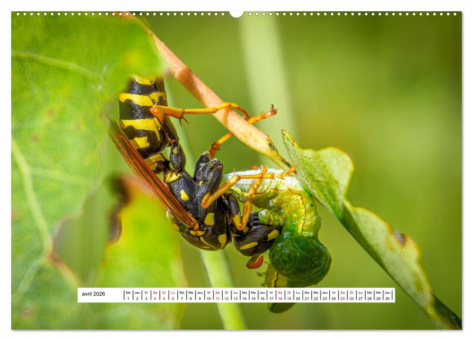 La vie de nos prairies - Les guêpes et les abeilles (CALVENDO Calendrier supérieur 2026)