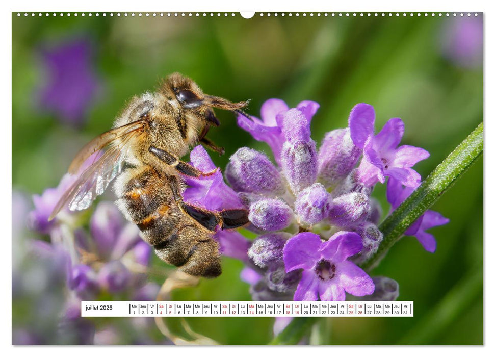 La vie de nos prairies - Les guêpes et les abeilles (CALVENDO Calendrier supérieur 2026)