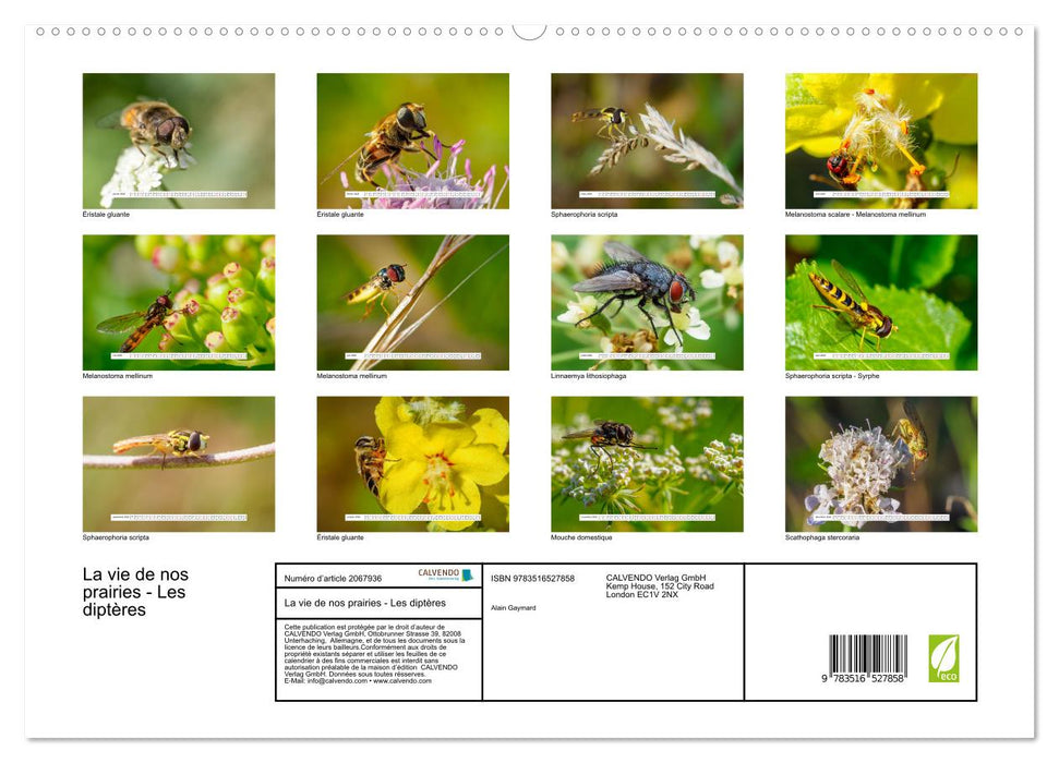La vie de nos prairies - Les diptères (CALVENDO Calendrier supérieur 2026)