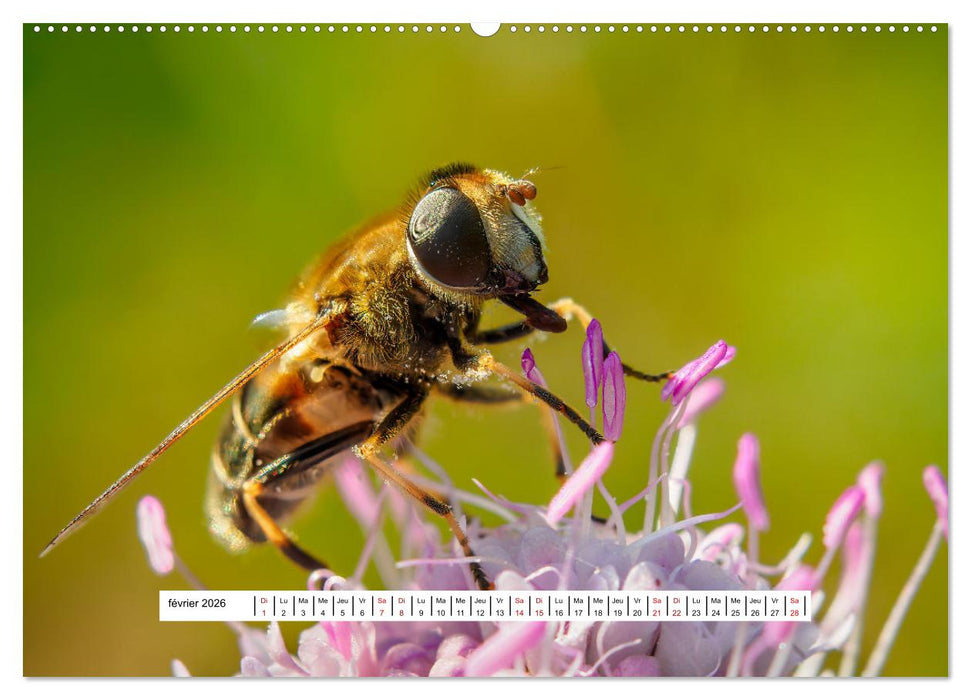 La vie de nos prairies - Les diptères (CALVENDO Calendrier supérieur 2026)