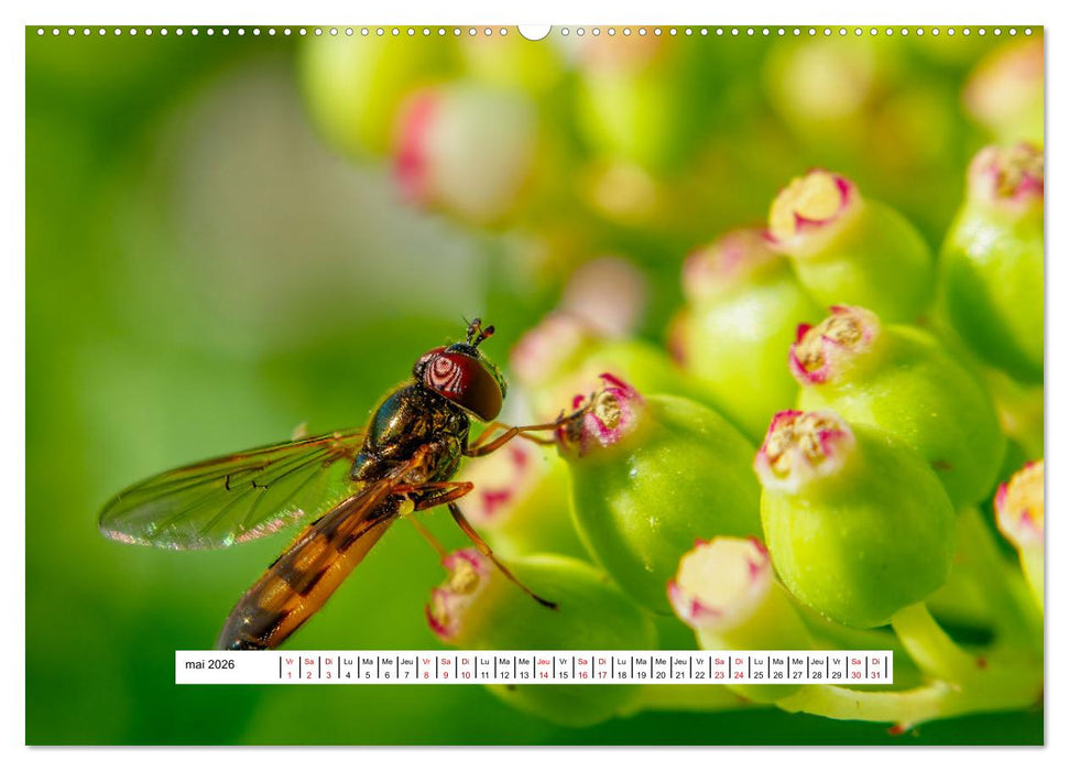 La vie de nos prairies - Les diptères (CALVENDO Calendrier supérieur 2026)