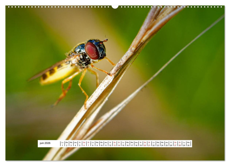 La vie de nos prairies - Les diptères (CALVENDO Calendrier supérieur 2026)