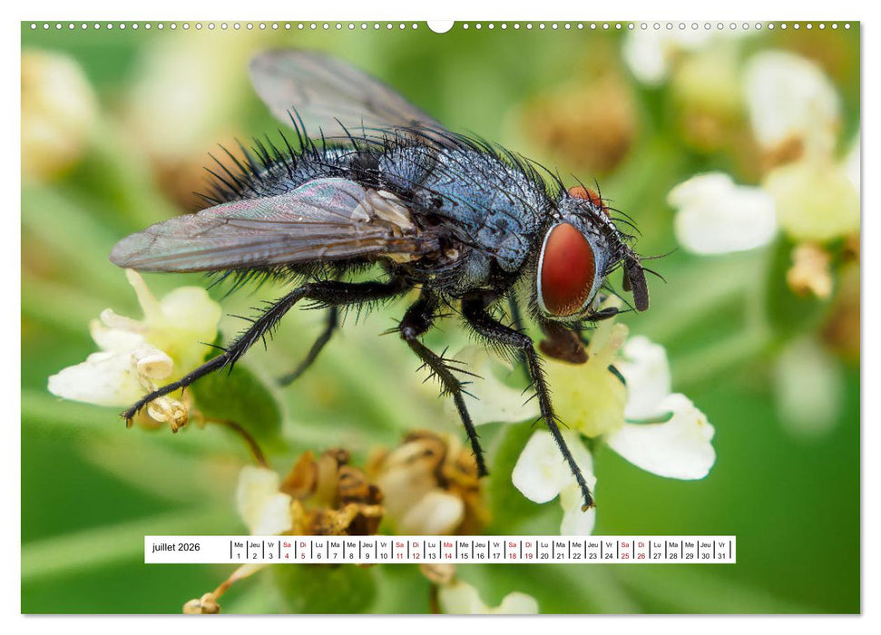 La vie de nos prairies - Les diptères (CALVENDO Calendrier supérieur 2026)