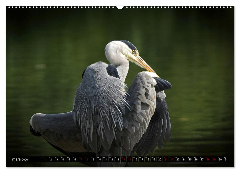 Le héron ce héros de l'étang Colbert (CALVENDO Calendrier supérieur 2026)