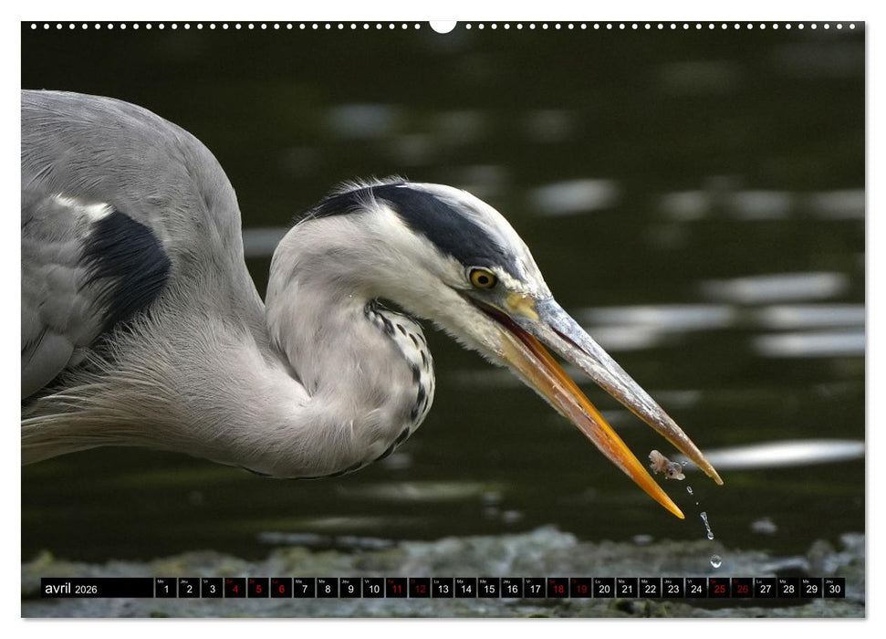 Le héron ce héros de l'étang Colbert (CALVENDO Calendrier supérieur 2026)