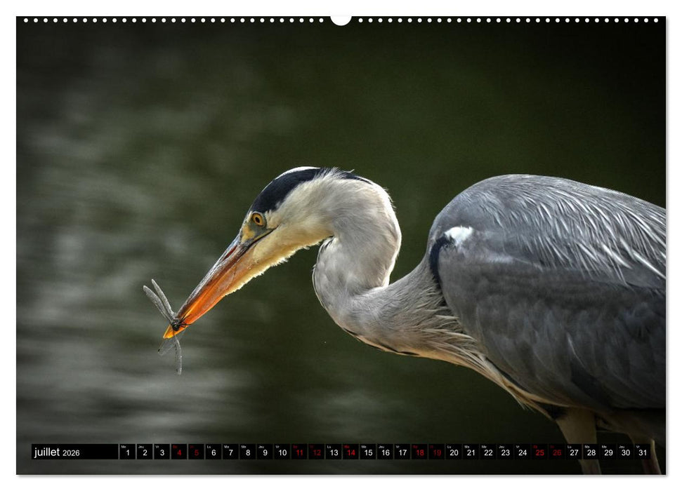 Le héron ce héros de l'étang Colbert (CALVENDO Calendrier supérieur 2026)