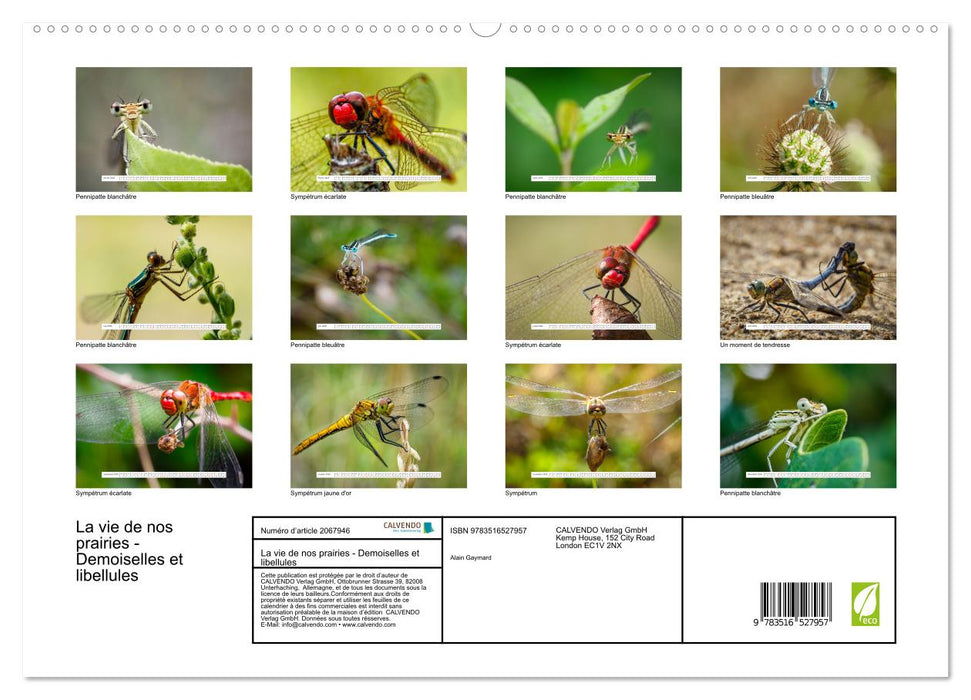 La vie de nos prairies - Demoiselles et libellules (CALVENDO Calendrier supérieur 2026)