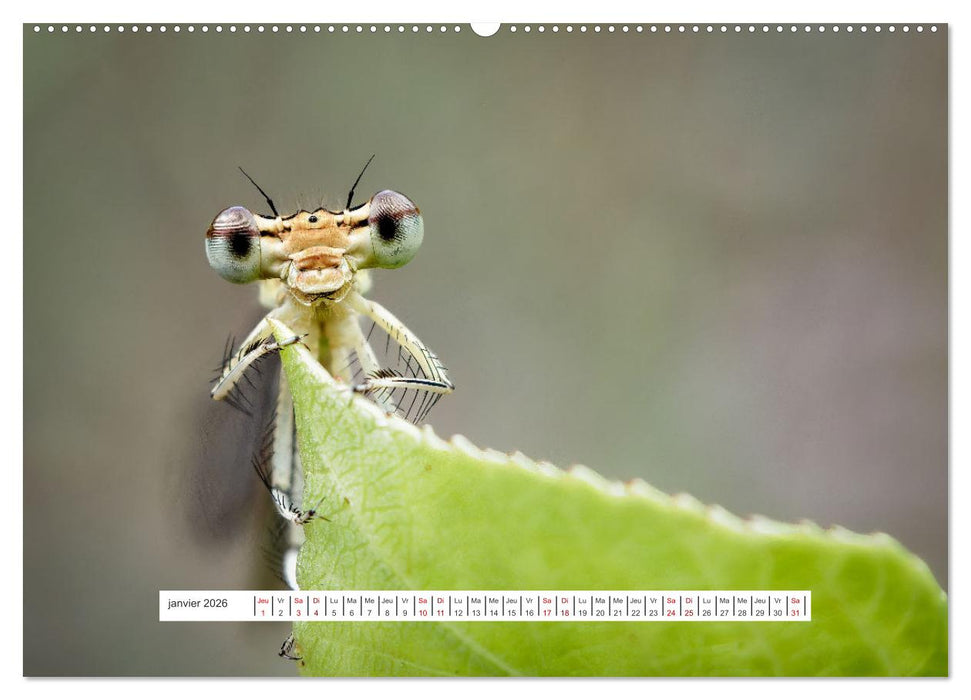 La vie de nos prairies - Demoiselles et libellules (CALVENDO Calendrier supérieur 2026)