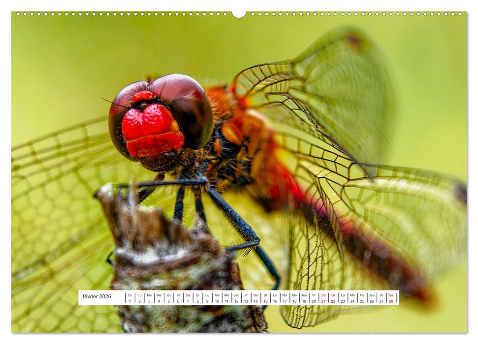 La vie de nos prairies - Demoiselles et libellules (CALVENDO Calendrier supérieur 2026)