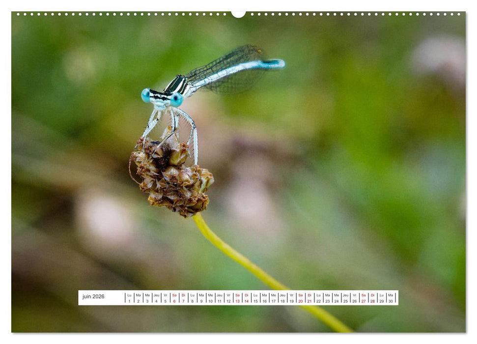 La vie de nos prairies - Demoiselles et libellules (CALVENDO Calendrier supérieur 2026)