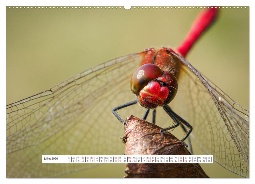La vie de nos prairies - Demoiselles et libellules (CALVENDO Calendrier supérieur 2026)