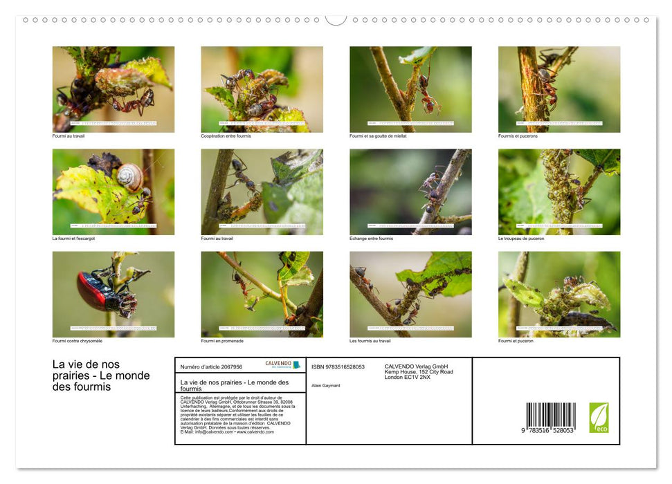 La vie de nos prairies - Le monde des fourmis (CALVENDO Calendrier supérieur 2026)