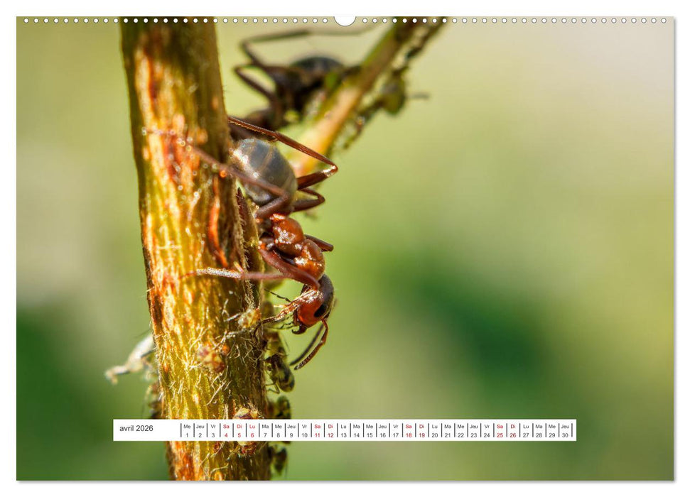 La vie de nos prairies - Le monde des fourmis (CALVENDO Calendrier supérieur 2026)
