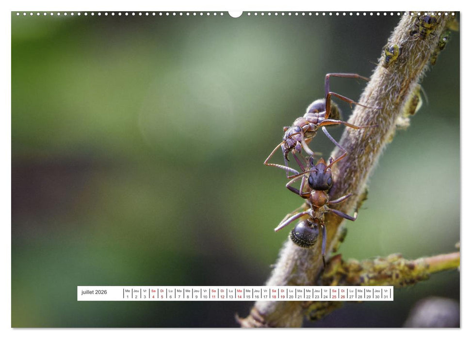 La vie de nos prairies - Le monde des fourmis (CALVENDO Calendrier supérieur 2026)