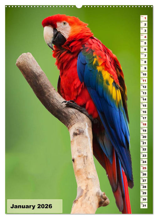 Colourful birds (CALVENDO Premium-Calendar 2026)
