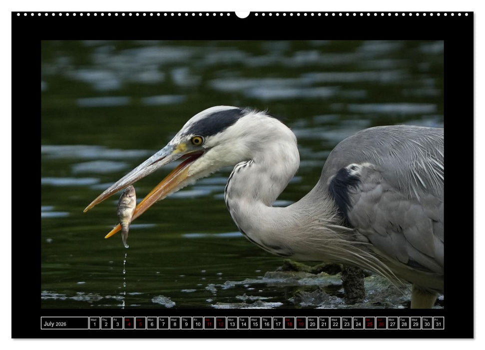 The heron parade (CALVENDO Premium-Calendar 2026)