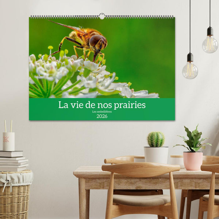 La vie de nos prairie, les ombellifères (CALVENDO Calendrier mensuel 2026)