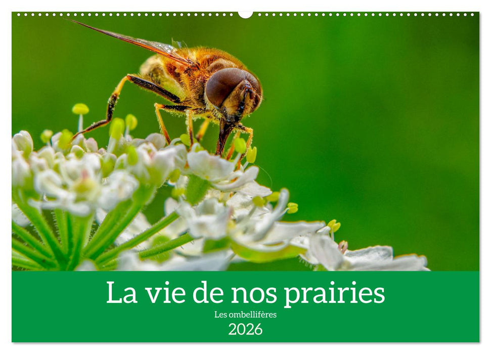 La vie de nos prairie, les ombellifères (CALVENDO Calendrier mensuel 2026)