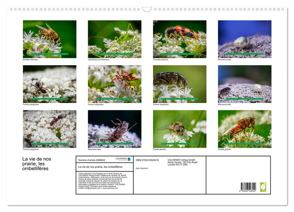 La vie de nos prairie, les ombellifères (CALVENDO Calendrier mensuel 2026)