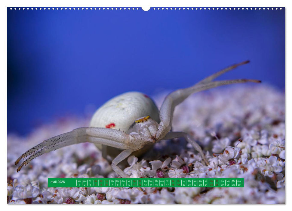 La vie de nos prairie, les ombellifères (CALVENDO Calendrier mensuel 2026)