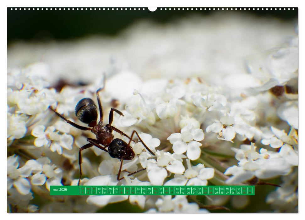 La vie de nos prairie, les ombellifères (CALVENDO Calendrier mensuel 2026)