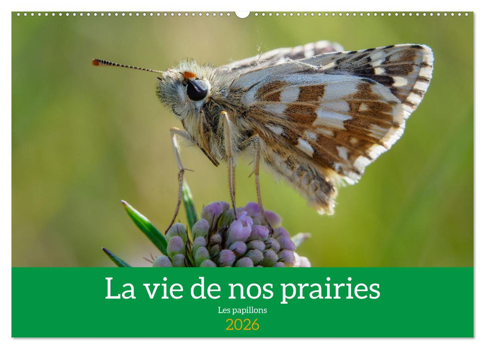 La vie de nos prairie, les papillons (CALVENDO Calendrier mensuel 2026)