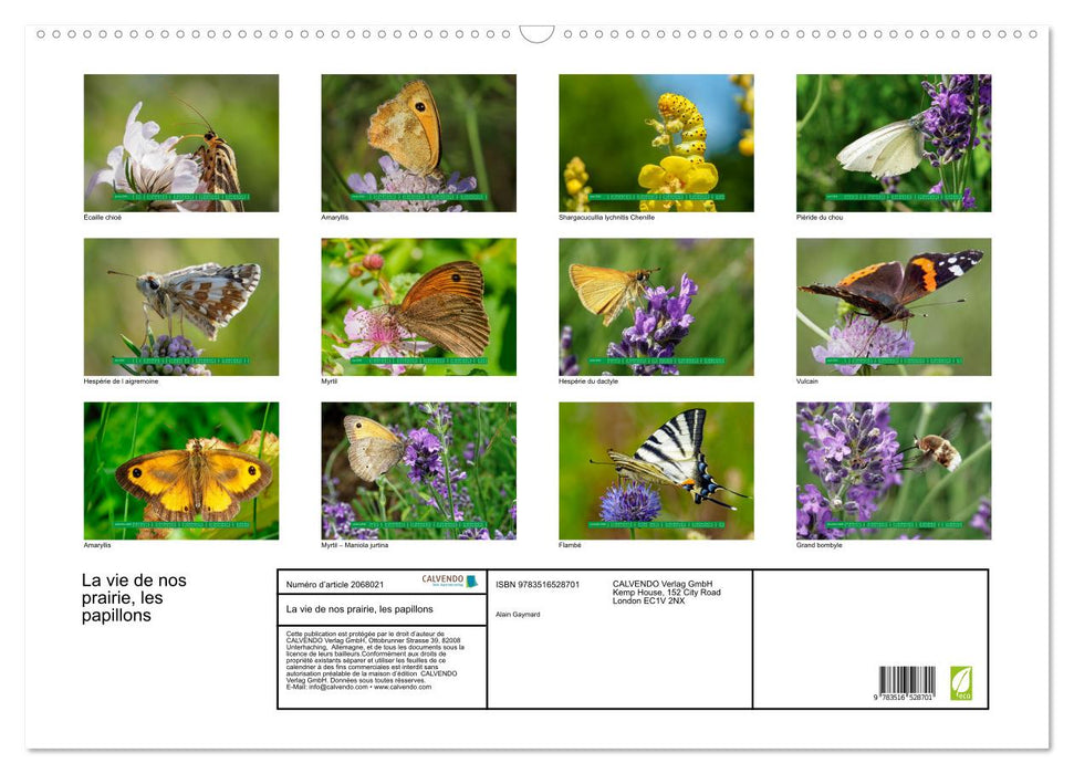 La vie de nos prairie, les papillons (CALVENDO Calendrier mensuel 2026)