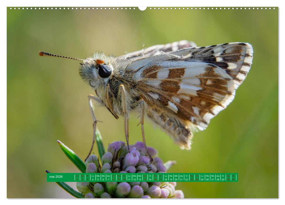 La vie de nos prairie, les papillons (CALVENDO Calendrier mensuel 2026)