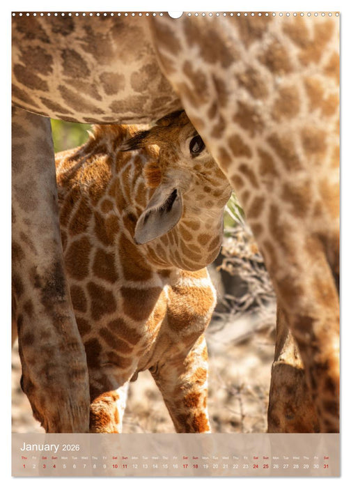 Giraffe Tales (CALVENDO Monthly Calendar 2026)