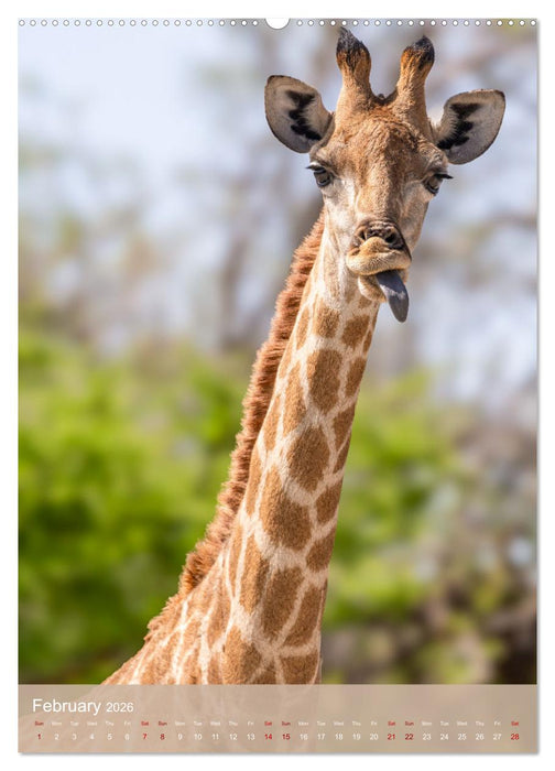 Giraffe Tales (CALVENDO Monthly Calendar 2026)
