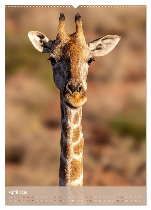 Giraffe Tales (CALVENDO Monthly Calendar 2026)