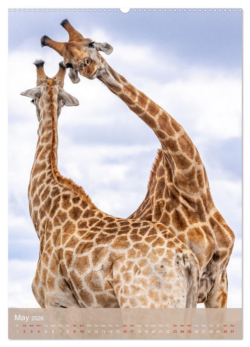 Giraffe Tales (CALVENDO Monthly Calendar 2026)