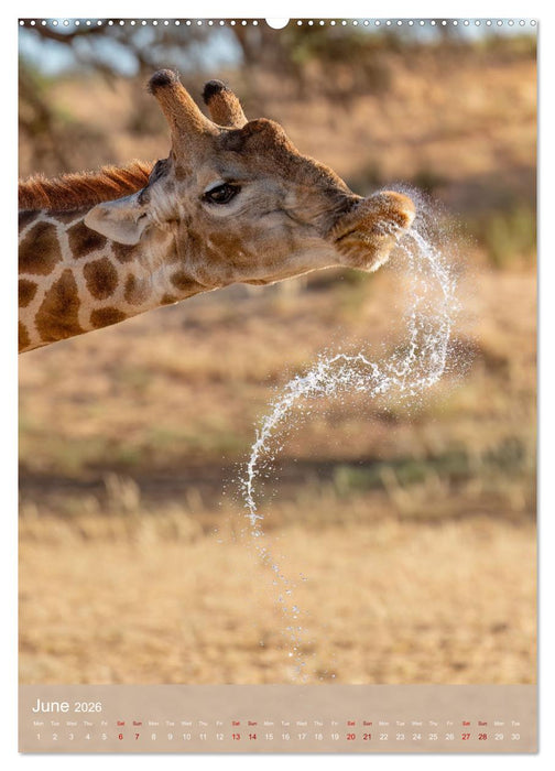 Giraffe Tales (CALVENDO Monthly Calendar 2026)